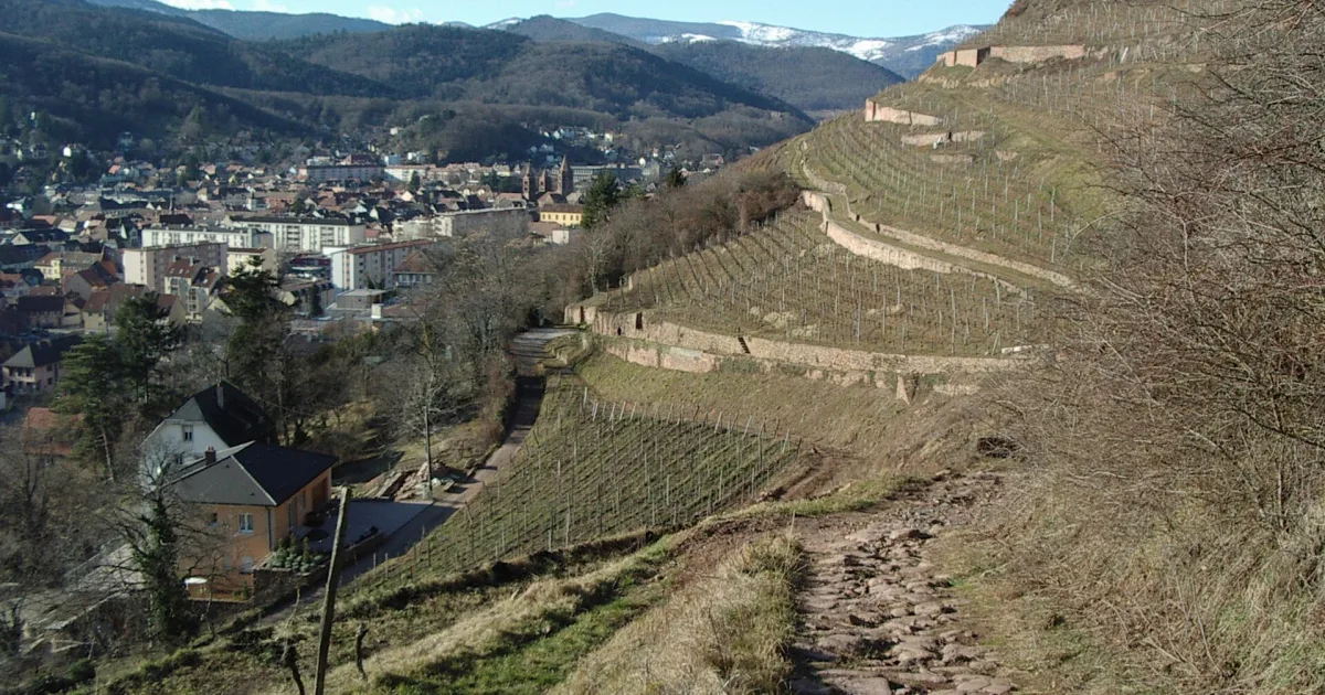 Vue sur Guebwiller (Alsace, France) depuis le vignoble